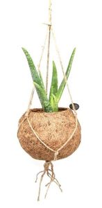 Kokodama Aloe Vera (L)