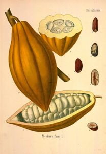 Kakaový prášek z kakaa criollo 100% přírodní  500g