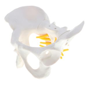 Verkleinerung Weibliches Becken Skelett Modell mit detaillierten Darstellungen, Anatomie Modell als Lernmodell oder Lehrmittel
