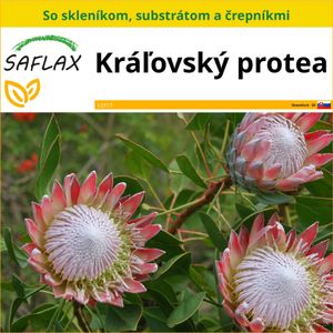 SAFLAX Kultivačný set - kráľovský protea - Protea cynaroides - 5 Semená - S mini skleníkom, pestovateľským substrátom a 2 črepníkmi