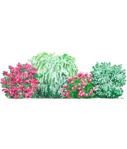 Dehner Blütenhecke Elegance 4er, Weigelie, Prachtspiere, Hortensie, Gartenjasmin, für 3-4 Meter Hecke, je 40-60 cm, weiß pink, Heckenpflanzen