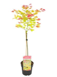 Plant in a Box - Acer palmatum 'Moonrise' - Japanischer Ahorn Baum Winterhart - Wunderschöne Farben - Topf 19cm - Höhe 80-90cm