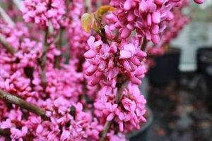 Cercis chinensis 'Avondale' - Judasbaum 60- 80 cm Container