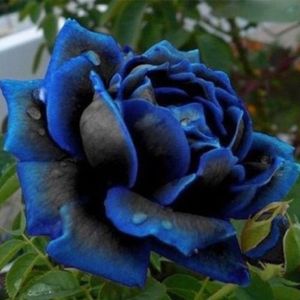 20Pcs Rare Blue Edge Rose Pflanze Samen Balkon Garten Topfrose Blumen Samen