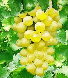 BALDUR-Garten Kernlose Tafel-Trauben 'New York®', 1 Pflanze, Weinreben, Vitis vinifera, winterhart, mehrjährig, Vitis vinifera, Kletterpflanze, essbare Früchte