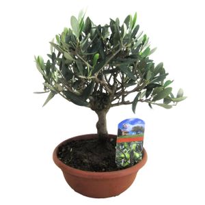 Plant in a Box - Olea Europaea - Echte Bonsai Olivenbaum in Schale - Topf 21cm - Höhe 30-40cm