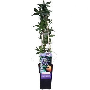Winterharte Passionsblume Passiflora caerulea 60-70 cm - exotische Schönheit - mehrjährige Kletterpflanze