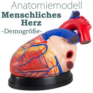 Anatomie Modell Herz des Menschen Anatomiemodell menschlicher Körper Anatomisches Menschliches Herzmodell menschliche Modelle Gross 34 cm Lehrmodell MedMod