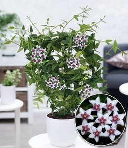 BALDUR-Garten Wachsblume "Hoya Bella", 1 Pflanze, Porzellanblume, Rankpflanze, blühende Zimmerpflanze, mehrjährig - frostfrei halten, blühend, sternförmigen Blüten