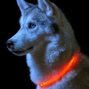 AGIA TEX Hunde-LED-Leuchthalsband für maximale Sicherheit in Dunkelheit | Hundehalsband leuchtend | individuell kürzbar, per USB aufladbar & wasserfest |inkl. USB Ladekabel in Farbe rot