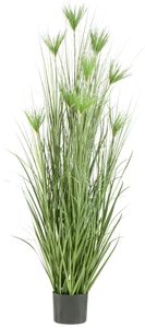 Cyperus longus Gras 210cm im Kunststofftopf 25,5x20,5cm