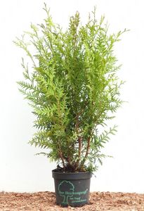 Thuja 'Brabant' Lebensbaum 2L Topf 60-80cm, immergrün, pflegeleicht
