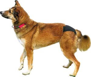 Schutzhöschen / Läufigkeitshöschen de Luxe TRIXIE Größe L/4 schwarz