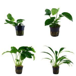 Anubias Set mit 4 Anubias Topf Pflanzen Tropica Aquariumpflanzenset Nr.8