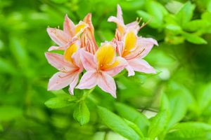 Sommergrüne Azalee Rhododendron lut.'Josephine Klinger' C 5 40-  50