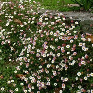 6 x španielska sedmokráska - Erigeron karvinskianus - kvetináč 9cm x 9cm