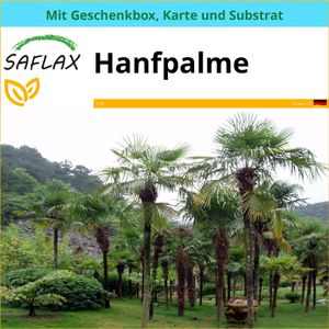 SAFLAX Geschenk Set - Hanfpalme - Chamaerops excelsa - 10 Samen - Mit Geschenkbox, Versandaufkleber, Geschenkkarte und Anzuchtsubstrat