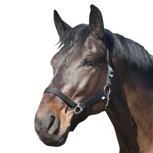 ELDORADO Pferde-Halfter Standard - schwarz - Shetty