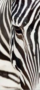Zebras Fototapete Poster-Tapete - Zebra-Auge, 1-Teilig (202 x 90 cm)