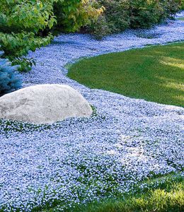 BALDUR-Garten Winterharter Bodendecker Isotoma 'Blue Foot®', 25 Pflanzen Isotoma fluviatilis trittfest,  Blauer Bubikopf Gaudich Rasen-Ersatz |blüht monatelang | 5-6 Pflanzen pro qm, mehrjährig