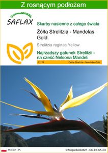SAFLAX - Żółta Strelitzia - Mandelas Gold - 4 Nasiona - Z podłożem uprawowym wolnym od zarazków - Strelitzia reginae Yellow