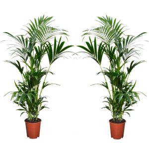 Plant in a Box - Howea forsteriana - 2er Set - Kentia Farn-Palme - Zimmerpflanze - Grüne pflanze - Immergrün - Topf 18cm - Höhe 90-100cm