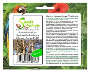5x Adansonia digitata Baobab Affenbrotbaum Pflanzen - Samen B1873