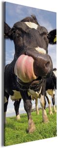 Wallario Premium Leinwandbild Lustige Kuh auf der Weide mit herausgestreckter Zunge in Größe 30 x 75 cm