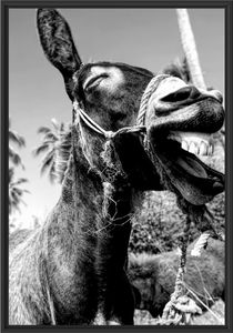 Lustiger lachender Esel unter Palmen, Monochrome im Schattenfugen Bilderrahmen / Format: 100x70 im Schattenfugen-Bilderrahmen / Kunstdruck auf hochwertigem Galeriekarton / hochwertige Leinwandbild Alternative