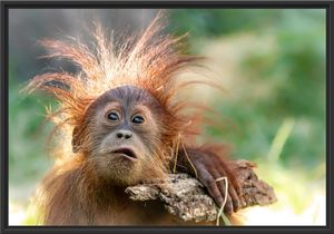 Lustiger Baby Orang-Utan mit Rinde im Schattenfugen Bilderrahmen / Format: 100x70 im Schattenfugen-Bilderrahmen / Kunstdruck auf hochwertigem Galeriekarton / hochwertige Leinwandbild Alternative