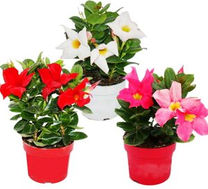 Dipladenia - Cílsky jazmín - 10cm kvetinác - sada 3 rastlín - mix farieb