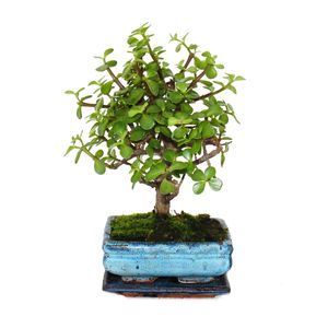 Bonsai - Portulacaria afra - Jade tree - African elephant tree - ok. 4-5 lat - ksztalt kulisty