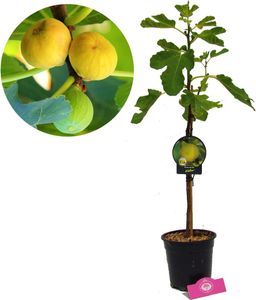 Ficus carica 'Kadota' Vijgenboom, 2 liter pot