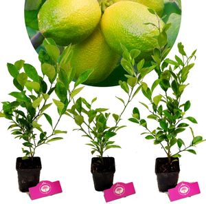 Set mit 3x Limettenpflanzen - Citrus auratifolia 'Lime' - +30cm - im 9cm Topf