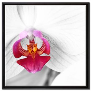 anmutige Orchideen Blüte Leinwandbild 60x60 cm im Bilderahmen Quadratisch / Wandbild  / Schattenfugenrahmen / Kein Poster