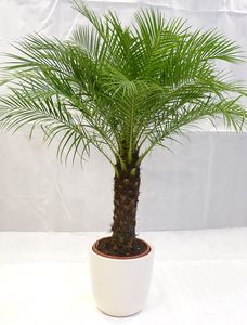 [Palmenlager] - Phoenix roebelenii 150 cm - dicker Stamm 40 cm, Zwergdattelpalme // Zimmerpalme Zimmerpflanze