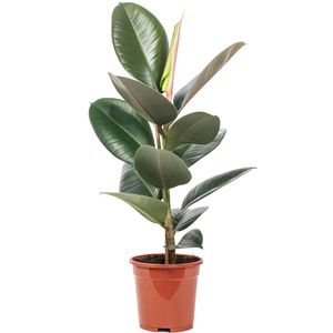Gummibaum - pflegeleichte Zimmerpflanze, Ficus elastica 'Robusta' - Höhe ca. 50 cm, Topf-Ø 17 cm