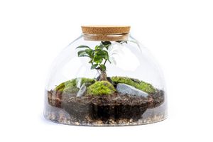 Gardners Skleněná dóza AURINIA s korkovým špuntem, 31x20 cm - osázené Ficus Microcarpa Ginseng