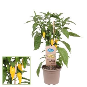 Chilli rostlina - pálivá - chilli papricka - paprikový ker na balkon a zahradu - 14cm kvetinác - zelenina s sebou