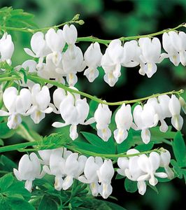 Dicentra Alba Biela v tvare srdca 1 ks Sadenice