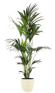 Kentiapalme – Kentia Palm (Kentia Palm) mit Übertopf – Höhe: 165 cm – von Botanicly