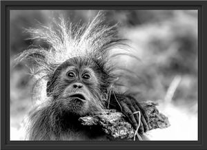 Lustiger Baby Orang-Utan mit Rinde, Monochrome im Schattenfugen Bilderrahmen / Format: 55x40 im Schattenfugen-Bilderrahmen / Kunstdruck auf hochwertigem Galeriekarton / hochwertige Leinwandbild Alternative