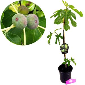 Ficus carica 'Dalmatia' Feigenbaum, 2 Liter Topf