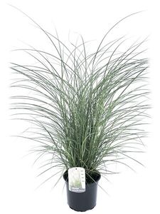 Plant in a Box - Miscanthus sinensis 'Kleine Silberspinne' - Chinaschilf Zebrinus - Ziergras - Topf 23cm - Höhe 20-30cm