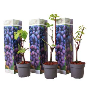 Vitis vinifera - 3er Set - Cabernet Franc-Rebe - Topf 9cm - Höhe 25-40cm