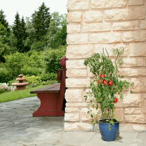 Tomaten-Spiralstab als Rankhilfe, Höhe:150 cm, Farbe:verzinkt