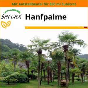 SAFLAX Garden in the bag - Hanfpalme - Chamaerops excelsa - 10 Samen - Mit Anzuchtsubstrat im praktischen, selbst aufstellenden Beutel