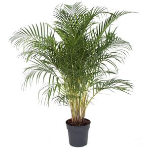 Dypsis Lutescens - Areca Goldfruchtpalme - Topf 27cm - Höhe 140-150cm