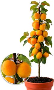 BALDUR Garten Säulen-Aprikosen, Aprikosenbaum 1 Pflanze, Prunus armeniaca winterhart Obstbaum Säulenobst, platzsparende Säule für kleine Gärten, Balkone & Terrassen, blühend