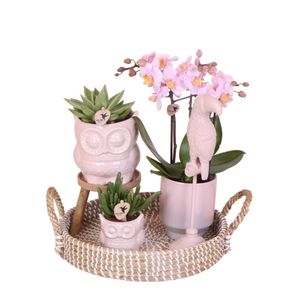 Komplettes Pflanzenset Romantik | Grünpflanzen mit rosa Phalaenopsis-Orchidee inkl. Keramik-Ziertöpfe und Zubehör